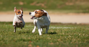 Dogs on Grass