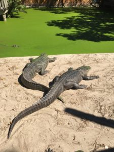 Everglades Wonder Gardens