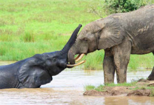 African elephants