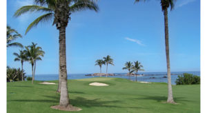 Green with palm trees © TIM LEFFEL