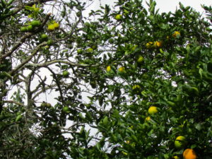 Lydgate Farms, Kaua'i