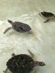 snorkeling