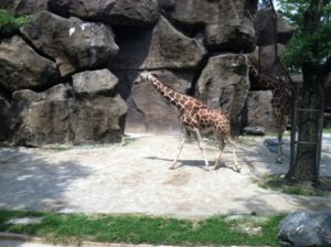 Giraffe