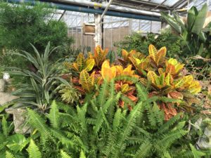 greenhouse yoga