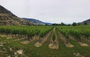 Canada vineyard