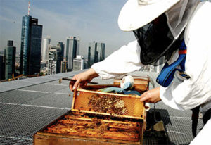 Beekeeper at Jumeirah Frankfurt