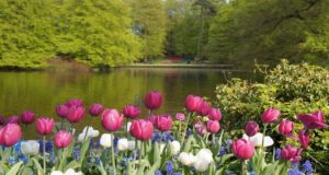 Keukenhof Gardens