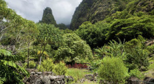 The botanical garden in Iao Valley State Park with the Iao Needle in the background © CHRISTOPHER ENG WONG | DREAMSTIME.COM