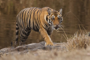 NHA - India Tiger Quest - Credit to Court Whelan