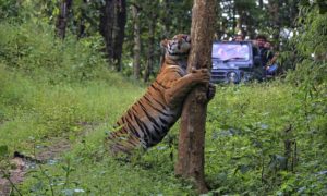 NHA - India Tiger Quest - Credit to Surya Ramachandran