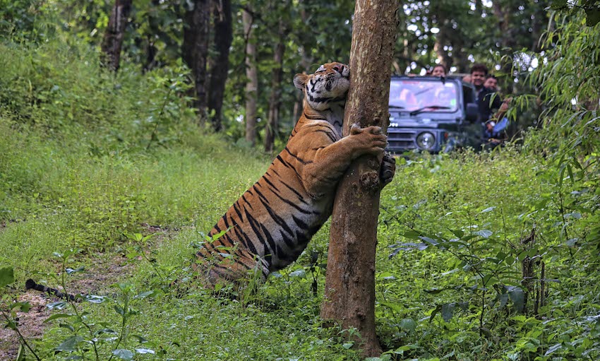 tiger natural habitat