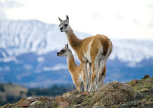 Guanaco