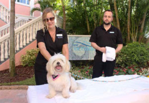 Loews Don CeSar Hotel's Pampered Pet massage