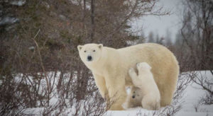 Mama bear with her cubs during den emergence © CHURCHILL WILD / VIRGINIA HUANG