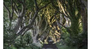 The Dark Hedges in Co. Antrim, Northern Ireland, appeared in Game of Thrones © JACEK KADAJ | DREAMSTIME