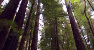 Redwoods