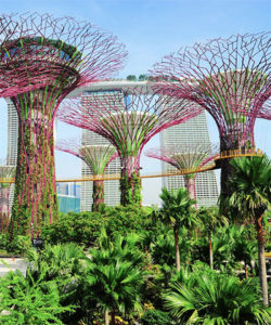 Supertrees at Gardens by the Bay