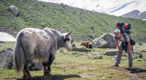 Backpacker making friends with a yak near Rakaposhi Base Camp in Karakoram Mountains, Pakistan