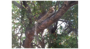 Leopard lounging on a branch © KRISTY ALPERT