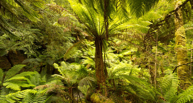 Tarkine Forest