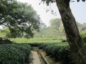 Tea Time In Hangzhou, China