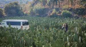 Eat Mexico cactus farm tour © ANA TELLO / EAT MEXICO