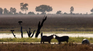 Wildlife in the Okavango Delta in northern Botswana