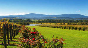 Yarra Valley