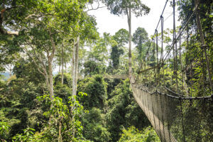 Kakum National Park