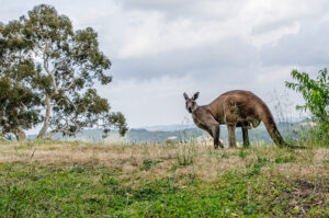 Adelaide Hills