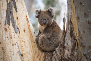 koala