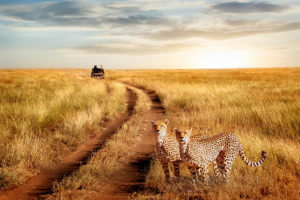 Africa safari