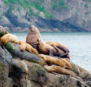 Alaska Stellar sea lions