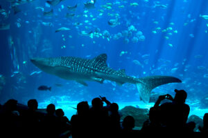 Georgia Aquarium in Atlanta