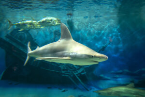 Point Pleasant Beach, New Jersey, Jenkinson’s Aquarium