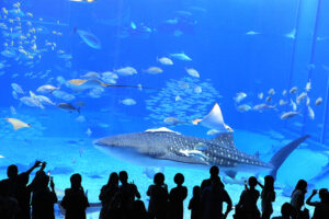 Okinawa Churaumi Aquarium