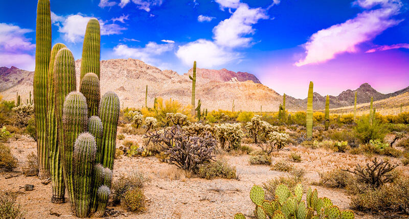 Saguaro National Park