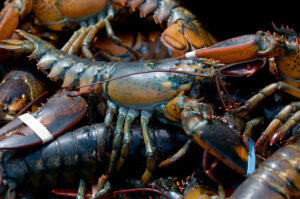 Bar Harbor lobster