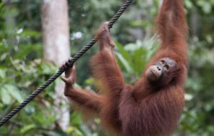 orangutan