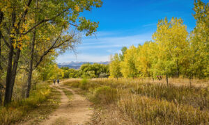 Walden Ponds