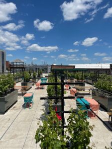 Rooftop Reds