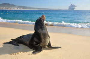 sea lions