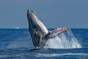 Cabo San Lucas, whale watching