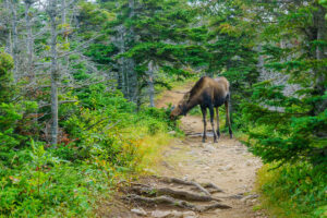 Cape Breton Highlands National Park