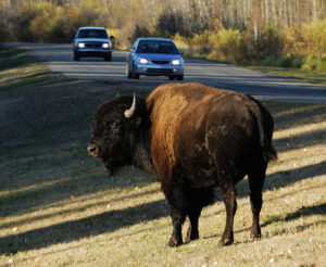 Elk Island National Park in Alberta