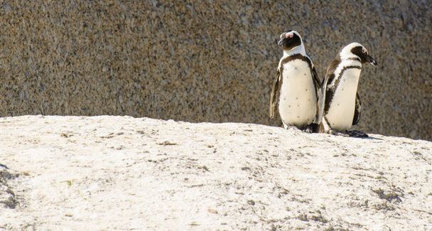 Boulders Beach