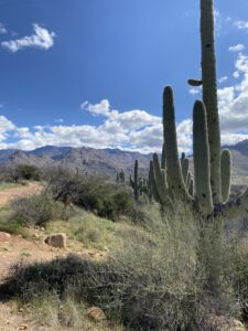 Catalina