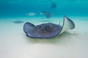 Stingray City