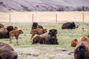 Terry Bison Ranch Resort