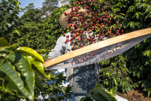 Coffee plantation in Brazil at Cafezal in São Paulo